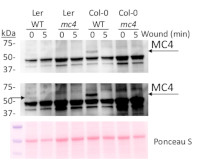 MC4 | Metacaspase-4 in the group Antibodies Plant/Algal / Environmental Stress / Wounding at Agrisera AB (Antibodies for research) (AS19 4318)